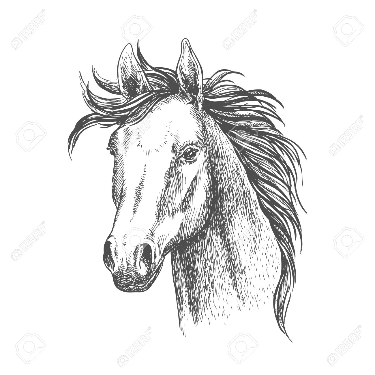 1300x1300 Mare Horse Sketch Symbol. Equestrian Sport, Riding Club, Horse