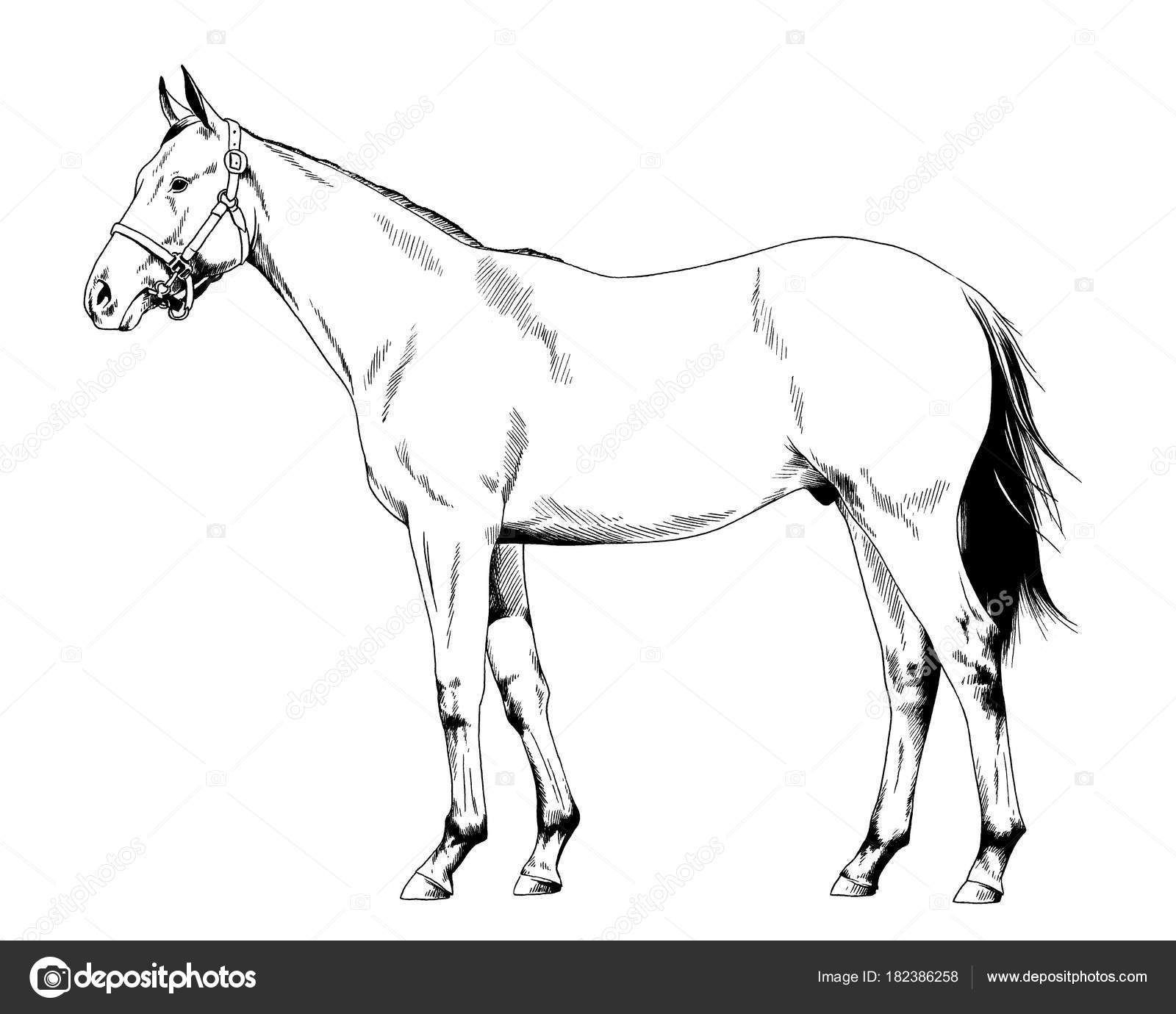 1600x1380 Race Horse Harness Drawn Ink Hand White Background Full Length