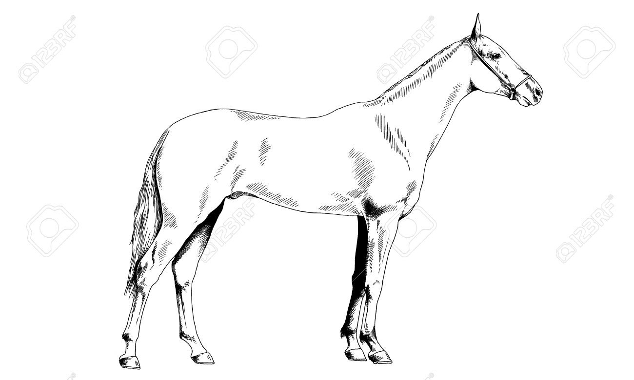 1300x780 Race Horse Without A Harness Drawn In Ink By Hand On White