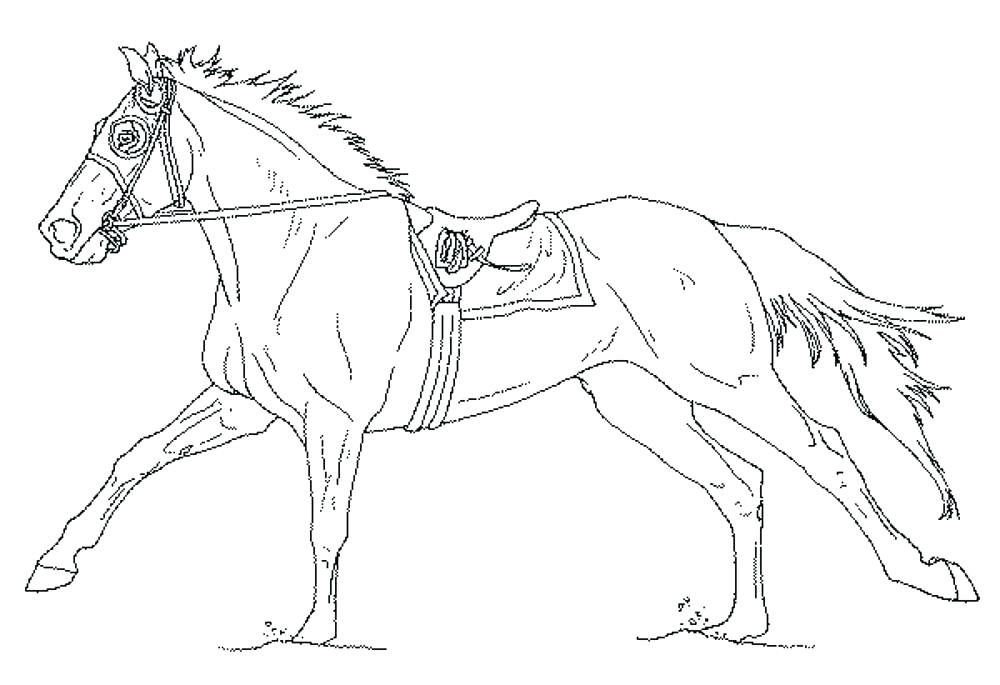1000x685 Horse Coloring Pages To Print Synthesis.site