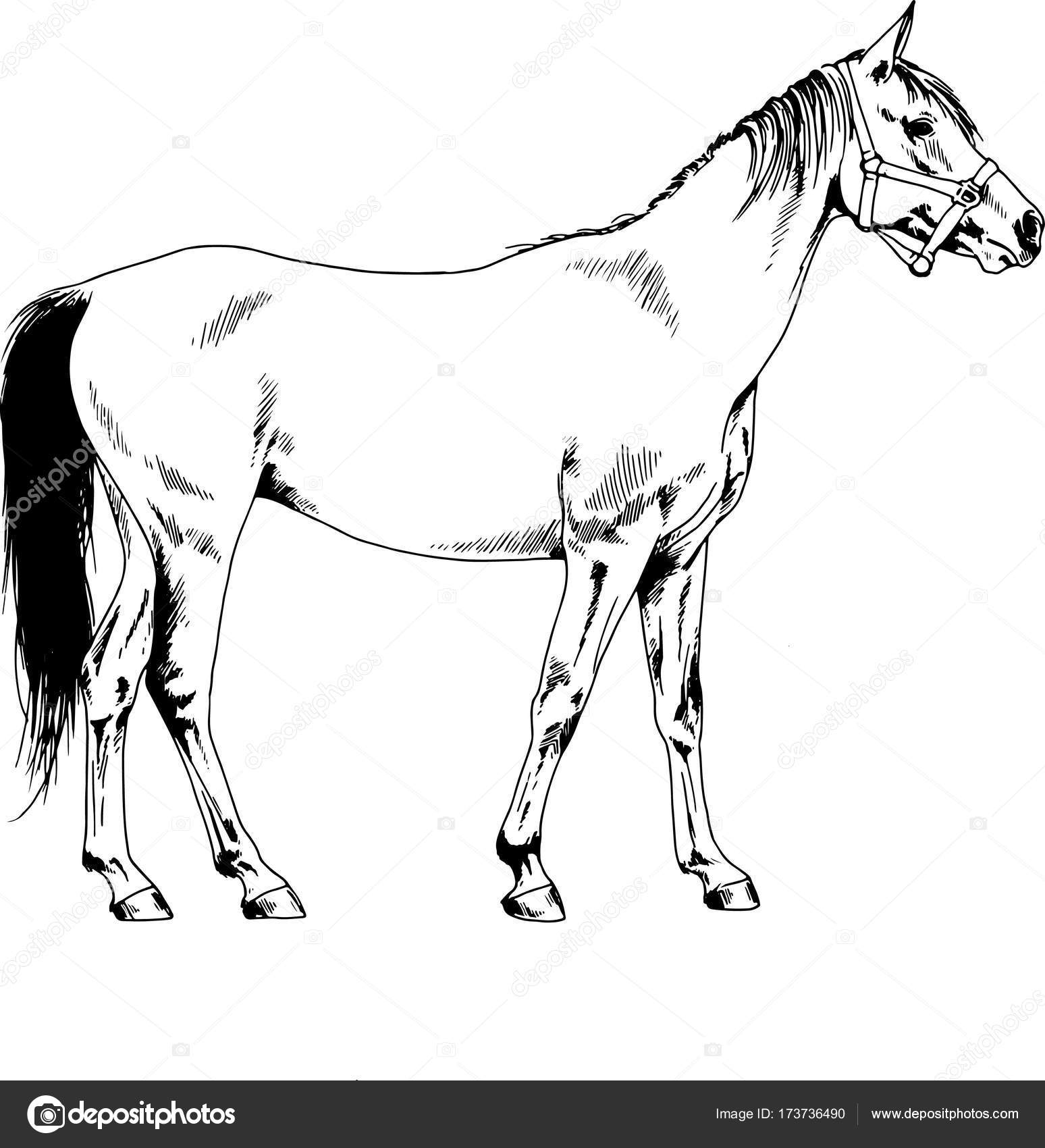 1548x1700 Race Horse Without A Harness Drawn In Ink By Hand In Full Length