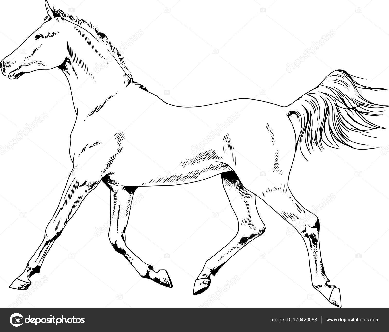 1600x1363 Race Horse Without A Harness Drawn In Ink By Hand Stock Vector