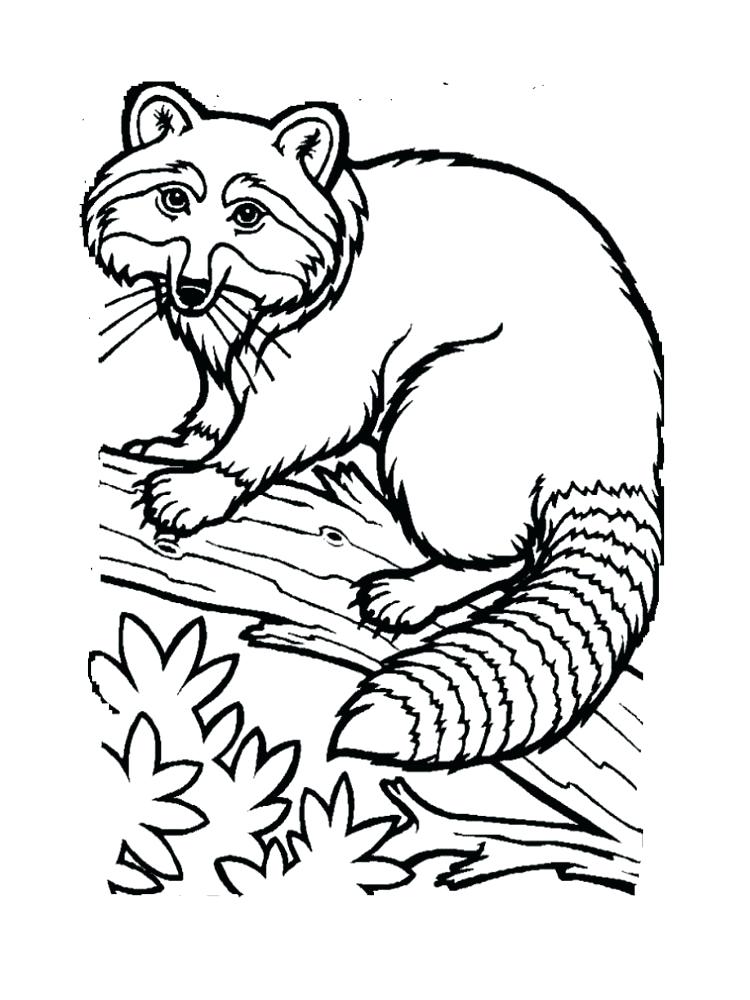 750x1000 Entertaining Racoon Coloring Page Fee Raccoon Pages Download