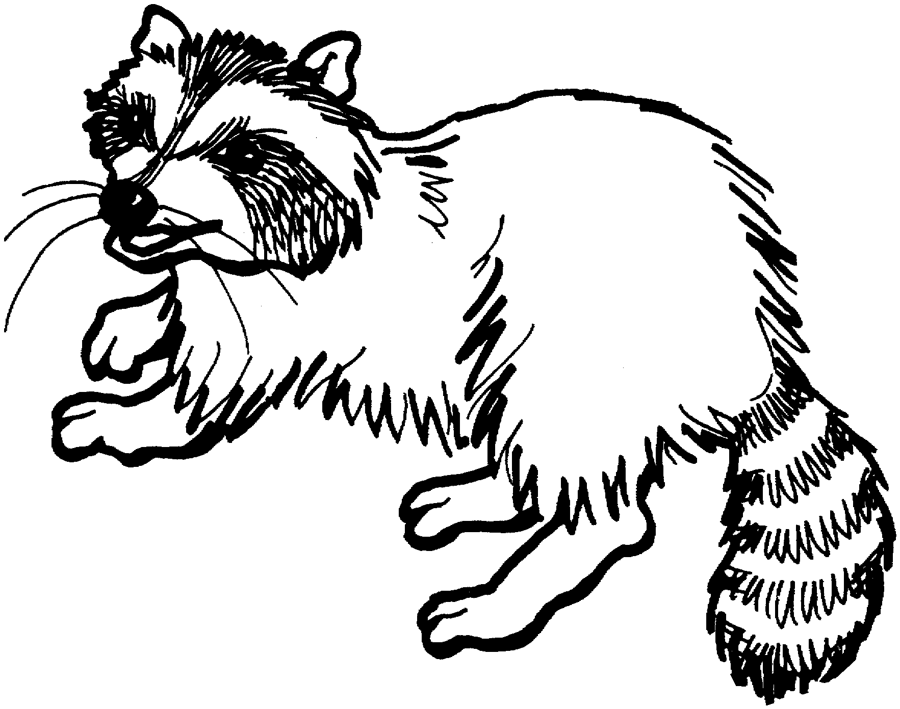 1765x1391 Free Raccoon Coloring Pages