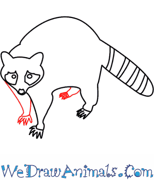 300x350 How To Draw A Raccoon