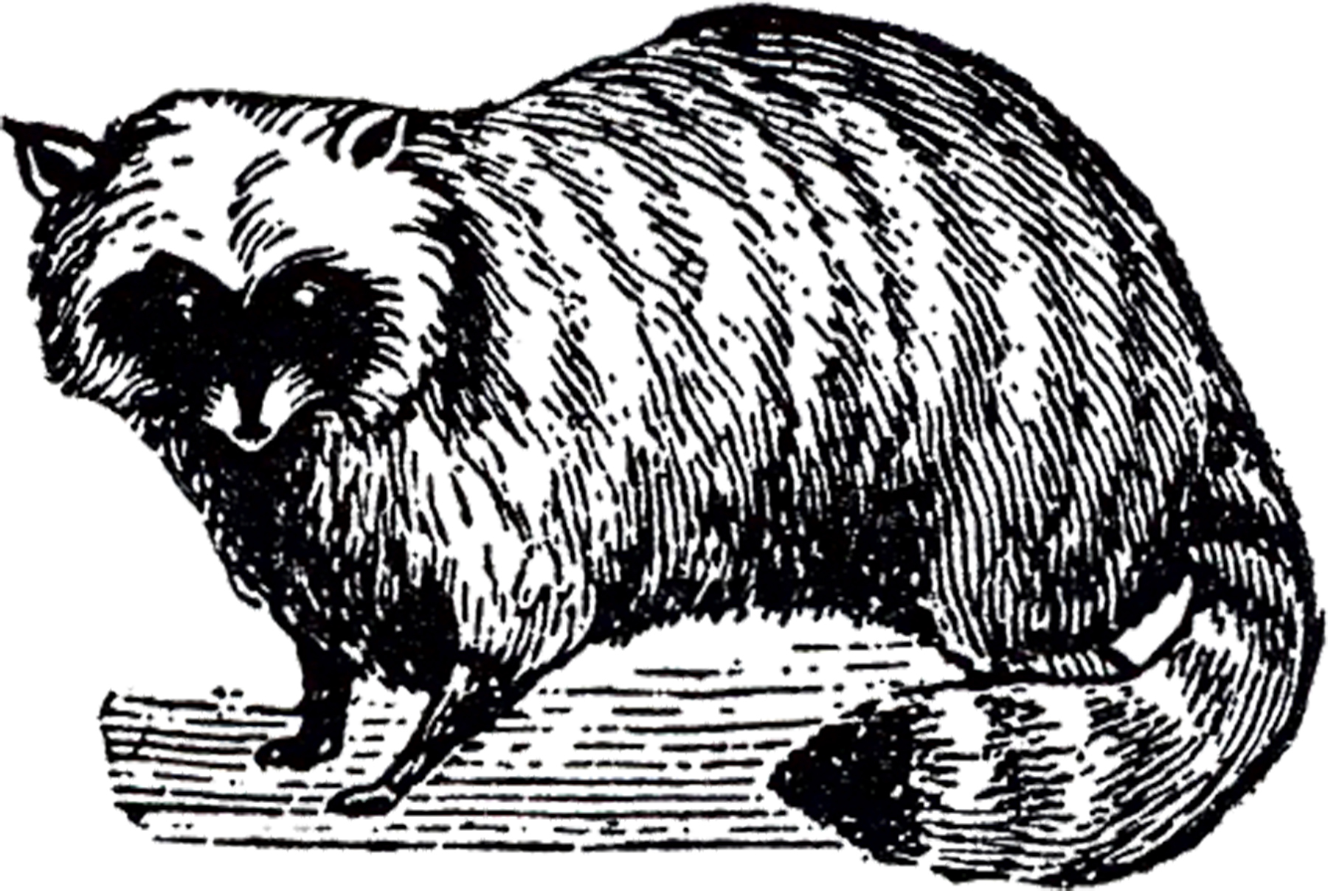1800x1215 Vintage Racoon Image!