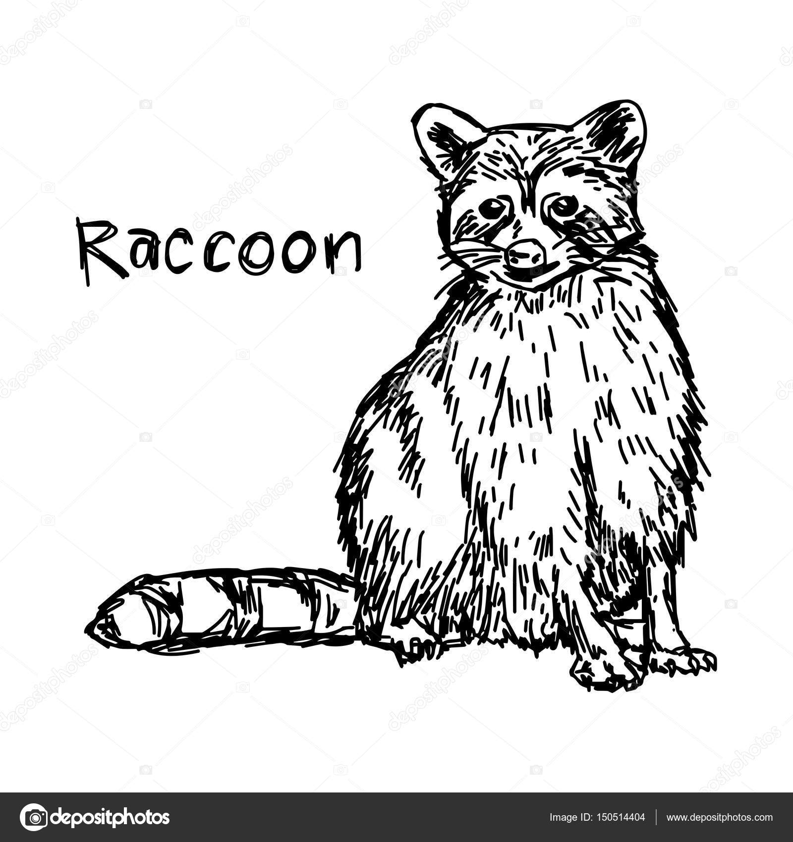 1600x1700 Raccoon Sitting