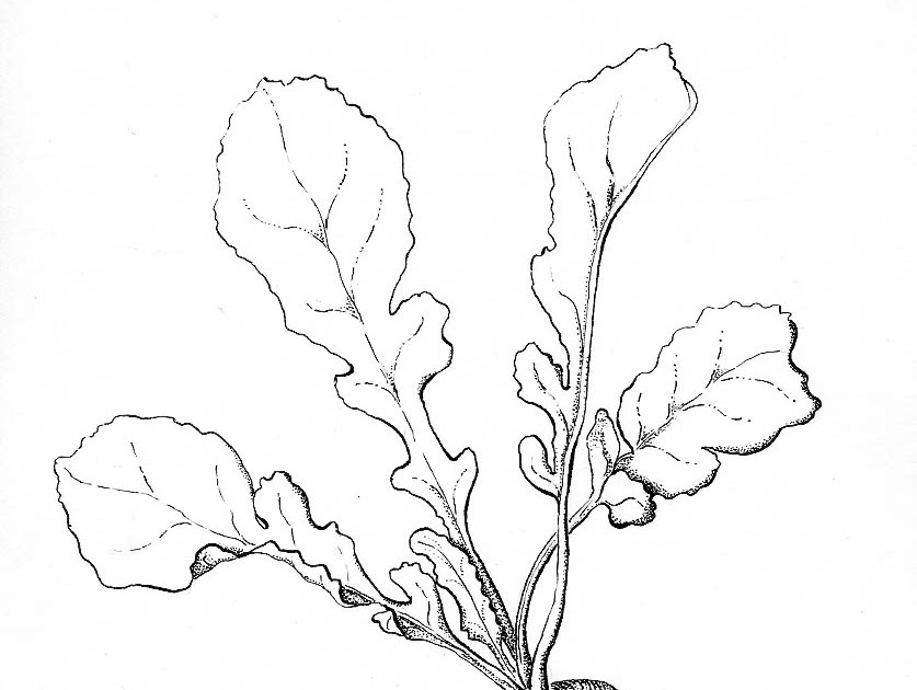 837x630 O, Sweet Nature Radish Greens