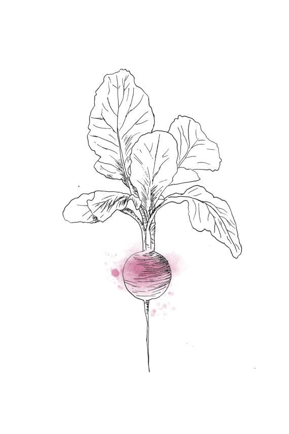 570x855 Radish Art Print