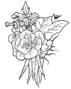 239x300 Radish Drawings Fine Art America