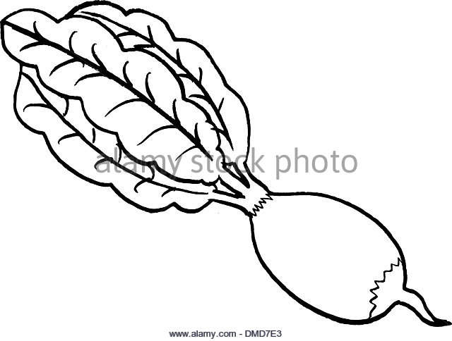 640x484 Radish Plant Stock Vector Images