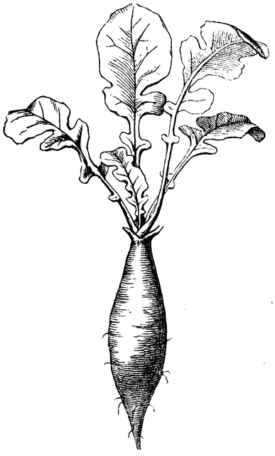 387x640 Radish Root Clipart Etc