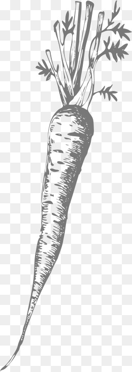 260x732 Radish Vector Png Images Vectors And Psd Files Free Download