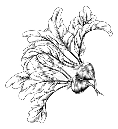 400x439 Vintage Retro Woodcut Radish Or Beets Stock Vector