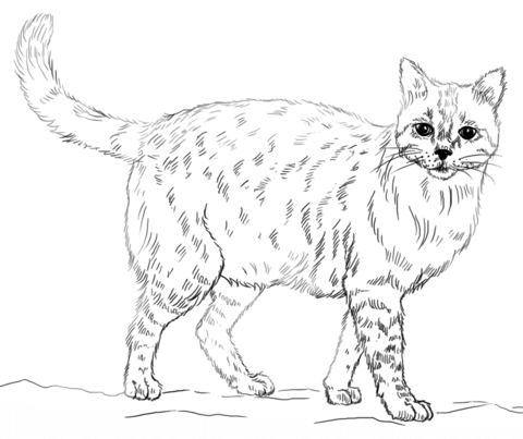 480x403 Realistic Cat Coloring Page Free Printable Coloring Pages