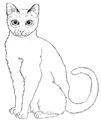 396x480 Sitting Cat Coloring Page Free Printable Coloring Pages