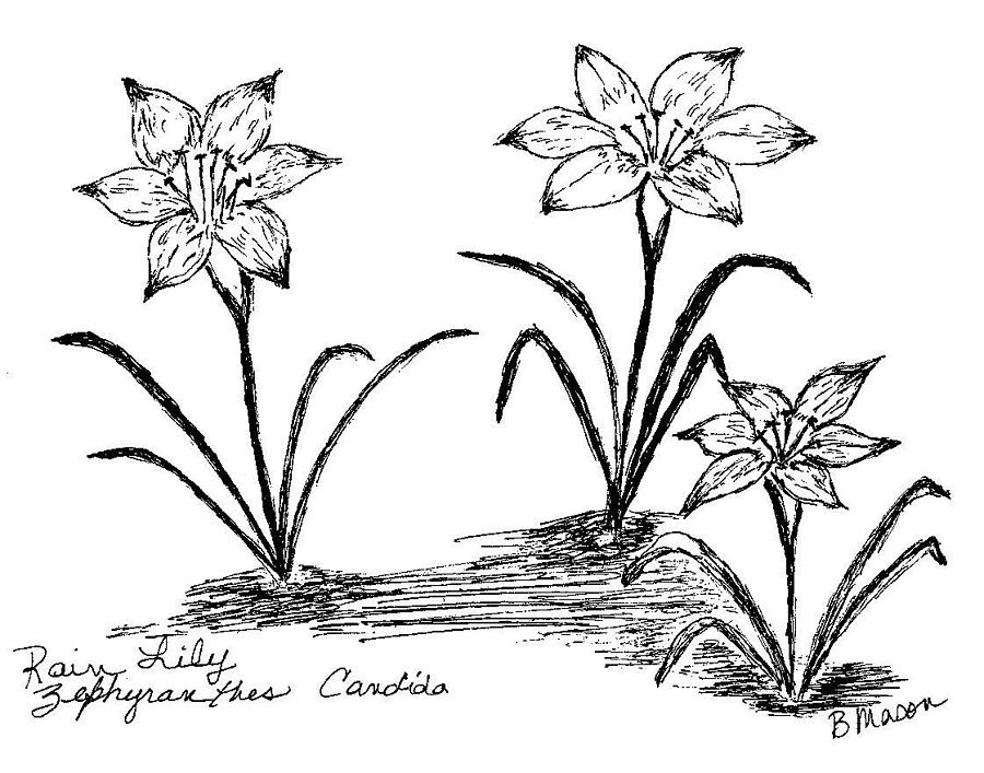 900x707 Rain Lily Drawing By Becky Mason