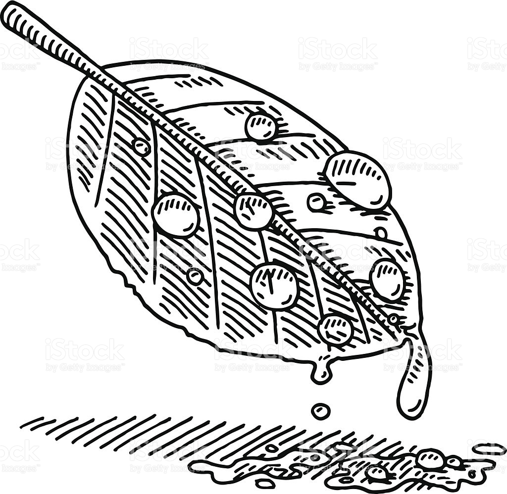 1024x998 Drawn Waterdrop Leaf Drawing