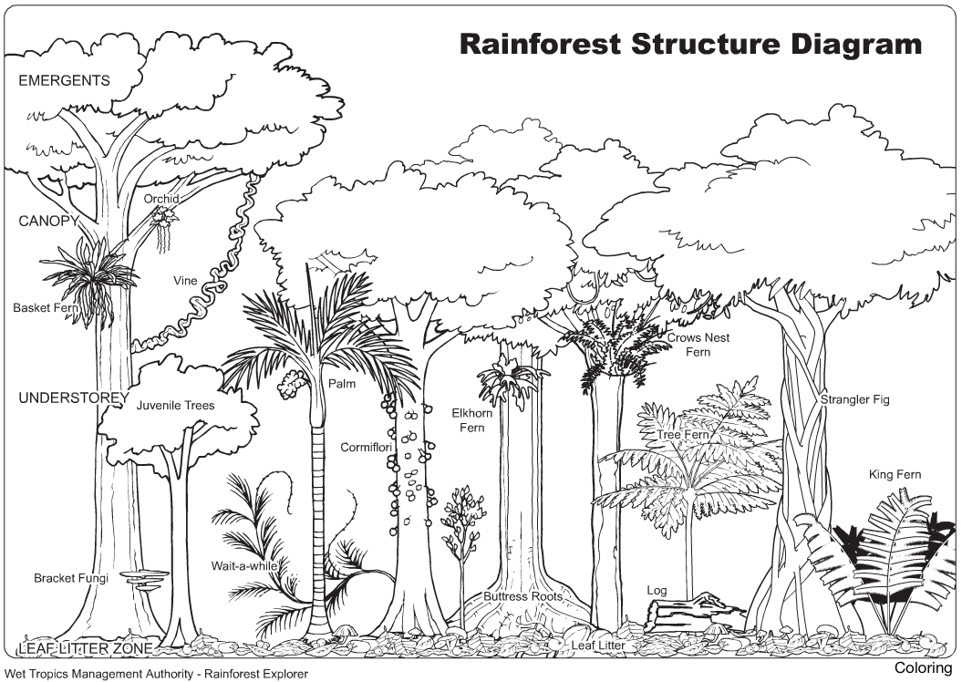 1055x748 Drawing Sketches For Kids How To Draw An Easy Rainforest Tree