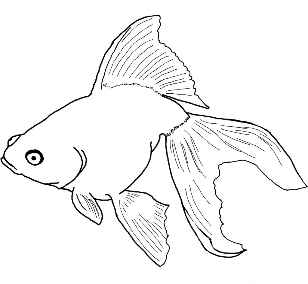 1024x946 Drawn Goldfish