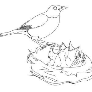 300x300 Nest Feeding Baby Birds Line Drawing
