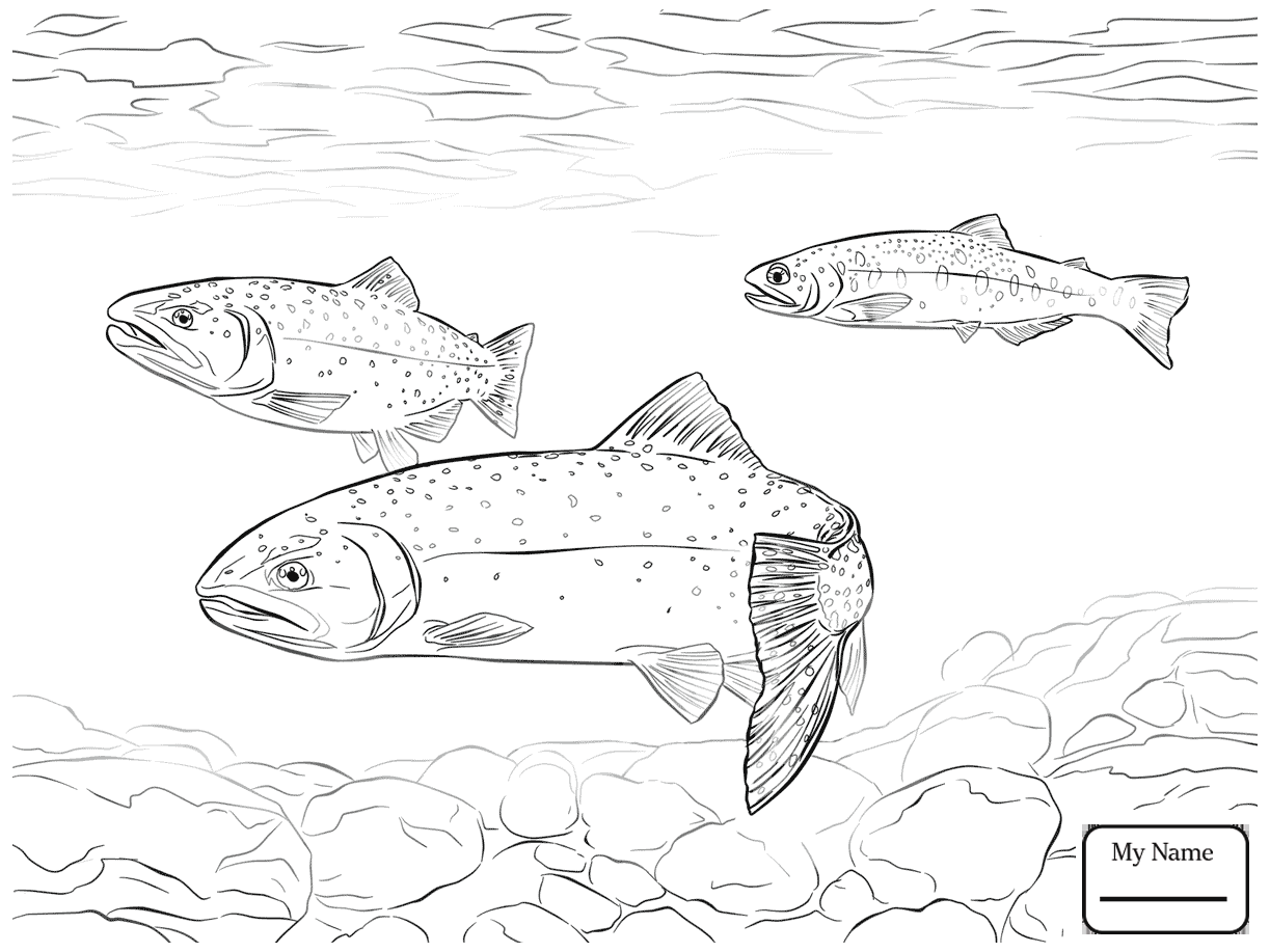 1223x917 Trouts Fish Rainbow Trout Jumping Out Of Water Coloring Pages