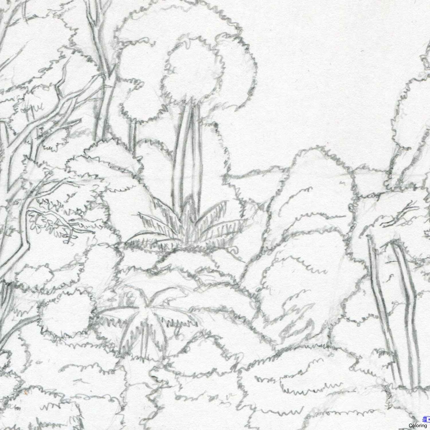 1500x1500 Easy To Draw Rainforestnimals Pencilrt Drawing 1 How