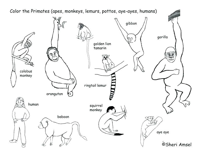 792x612 Tropical Rainforest Coloring Pages Best Plants Coloring Page