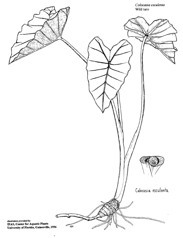 600x778 Drawn Ivy Rainforest Plant
