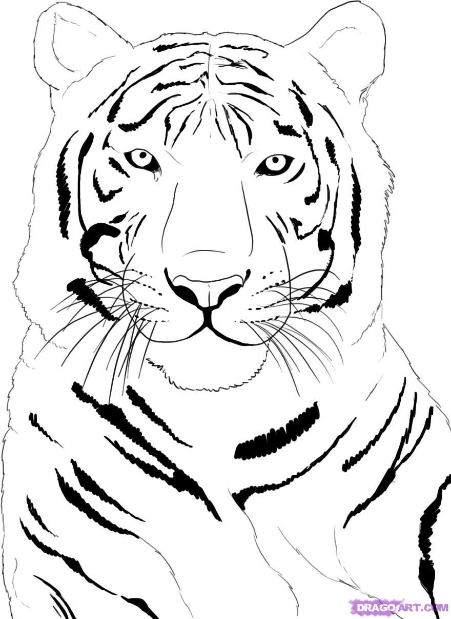 880x1206 White Tiger Easy Draings How To Draw A White Tiger, Stepstep