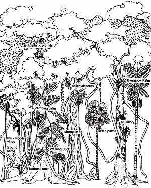 Rainforest Drawing For Kids at GetDrawings.com | Free for personal use