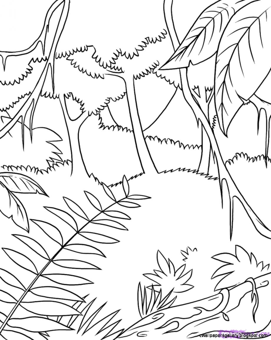 Rainforest Drawing For Kids at GetDrawings | Free download