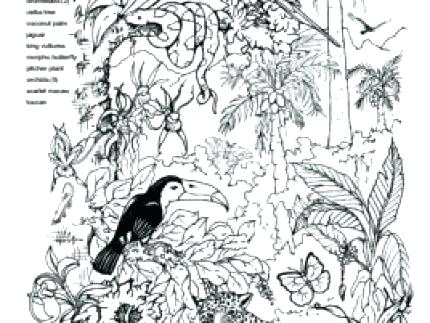 430x323 Rainforest Coloring Pages Amazon Animals Coloring Page Jungle