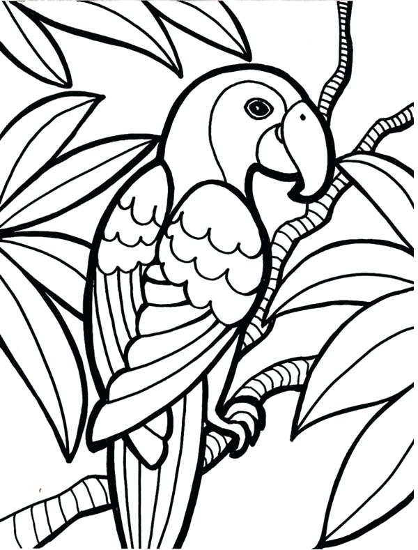 600x789 Complete Rainforest Coloring Pages Fee Animal Printable Gallery