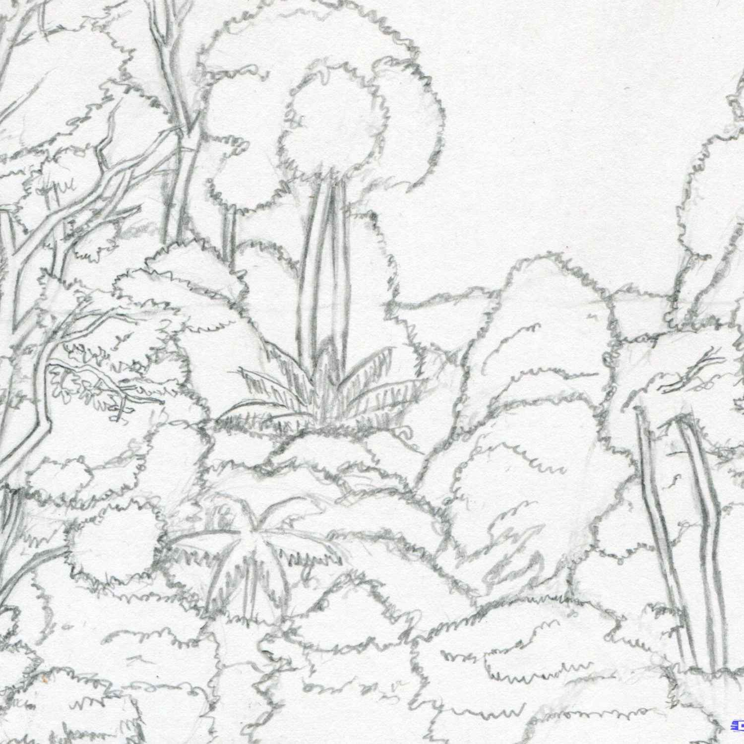 1500x1500 Rainforest Flowers Drawing