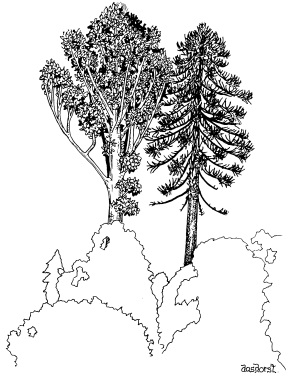 300x380 A Rainforest Walk