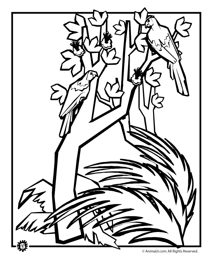 680x880 Rainforest Animals Parrots Animal Jr.