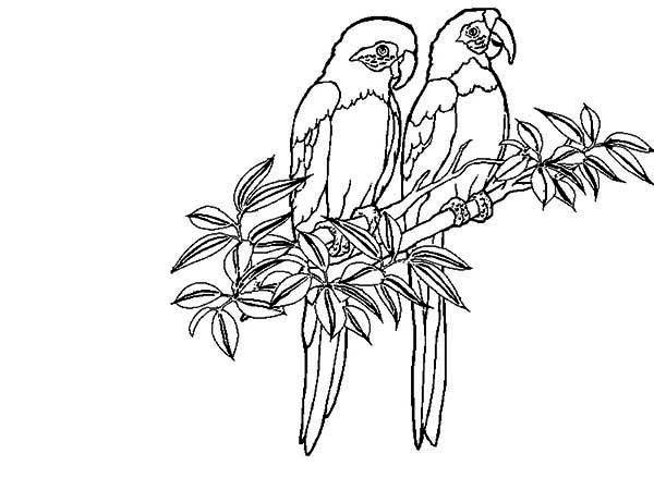 600x450 Two Rainforest Bird Coloring Page Two Rainforest Bird Coloring
