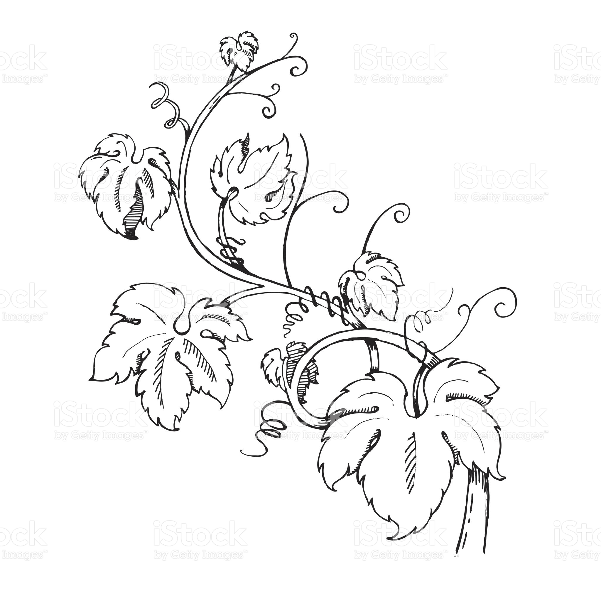 2048x2048 Grape Leaves Baroque Plants Hand Drawn Black And White