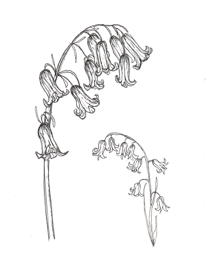 709x904 Bluebells (Own Sketches) Flowers Body Art