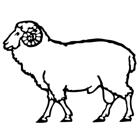 480x474 Ram Coloring Page Free Printable Coloring Pages