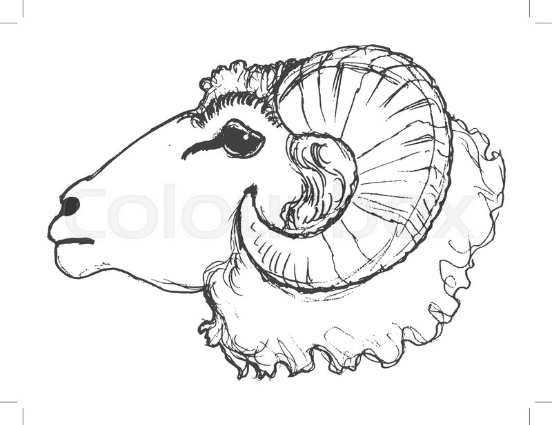 800x617 Vector, Sketch, Hand Drawn Illustration Of Ram Stock Vector