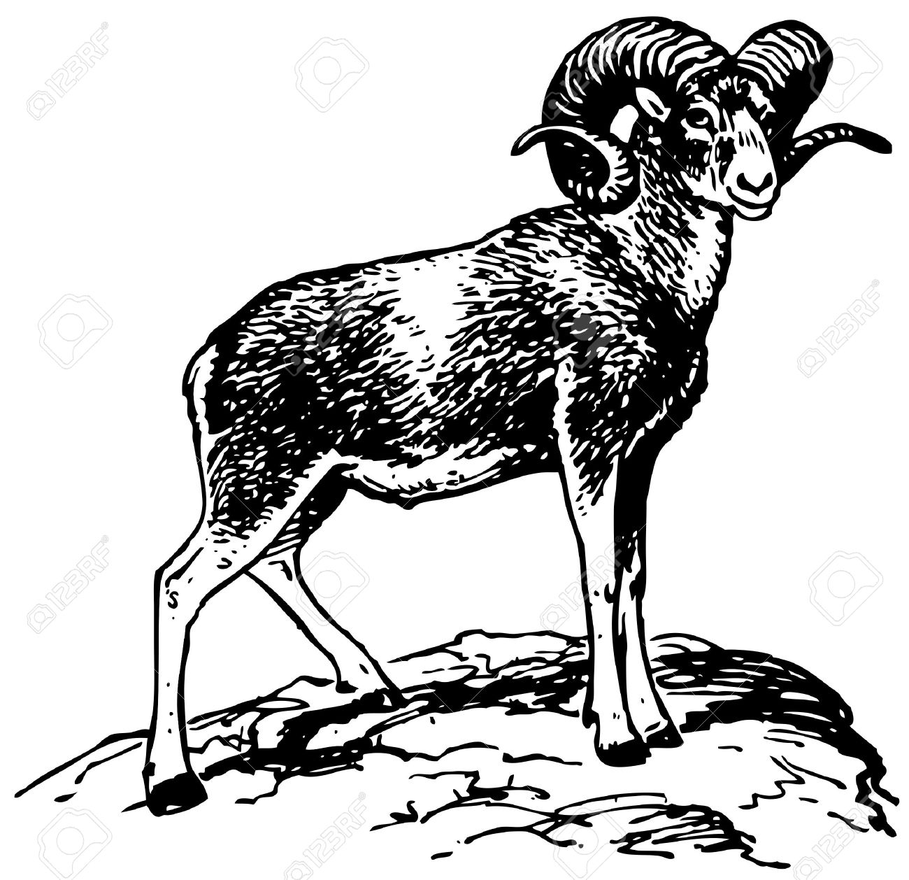 1300x1258 Argali Mountain Sheep Royalty Free Cliparts, Vectors, And Stock