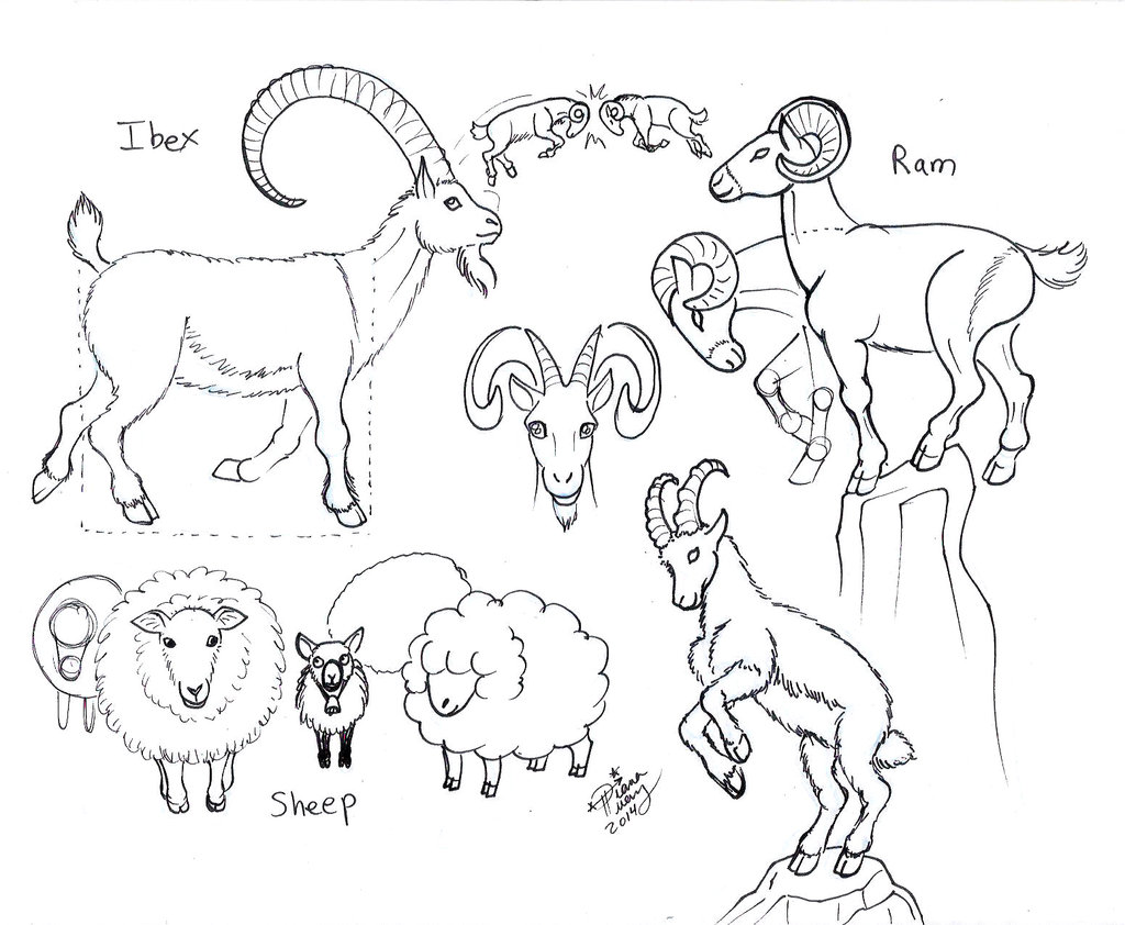 1024x842 Draw Ram Ibex Sheep Goat By Diana Huang