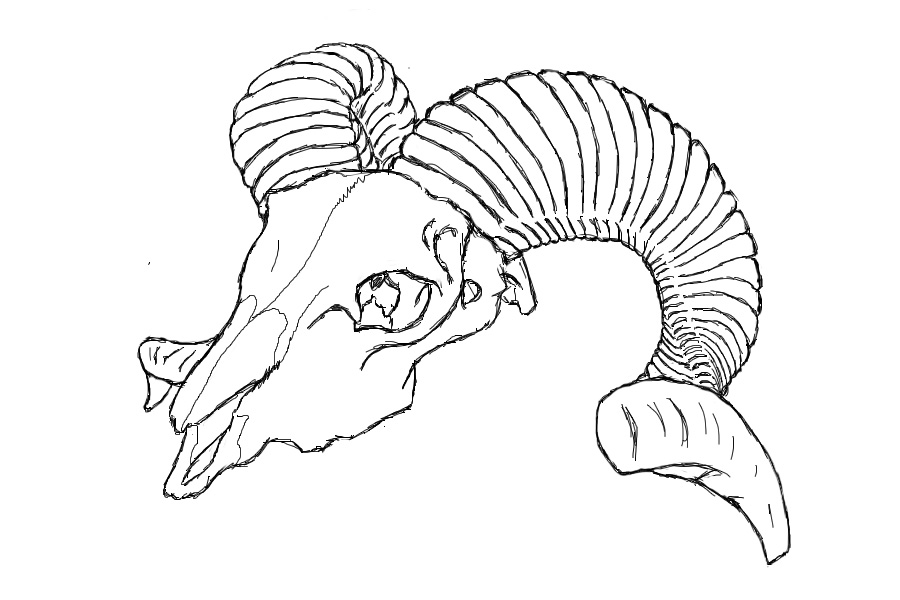 900x600 Ram Skull By Halloween Ink