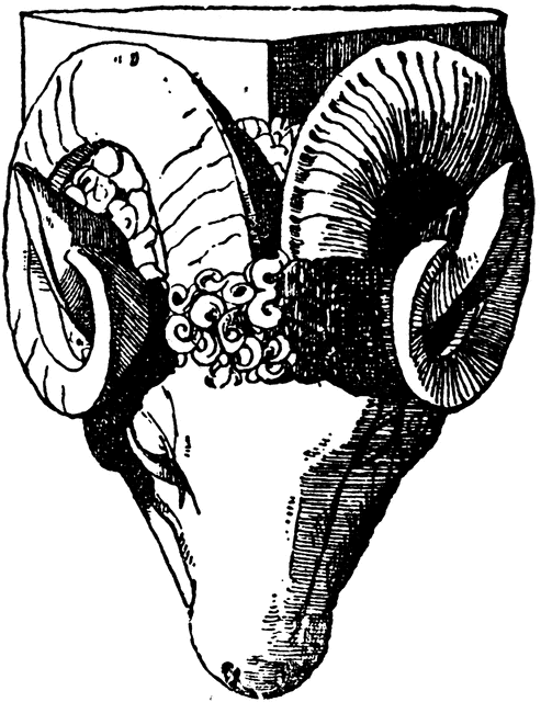 493x640 Ram Head Clipart Etc