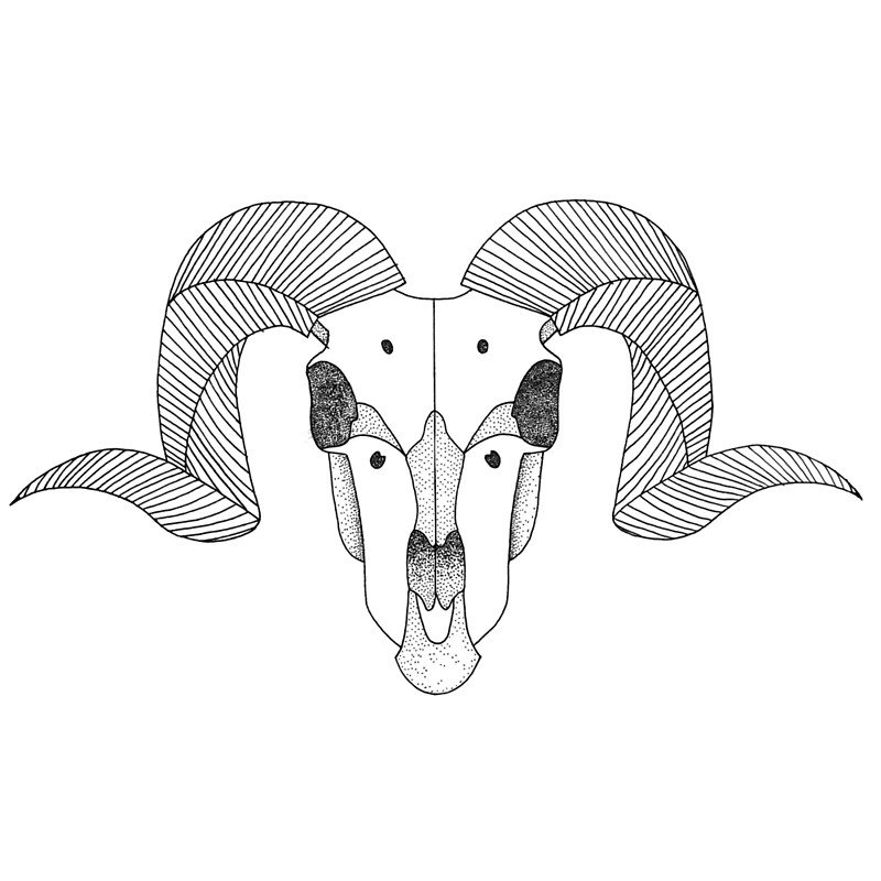 800x800 Ram Skull Throw Pillows By Tesni Southwell Redbubble