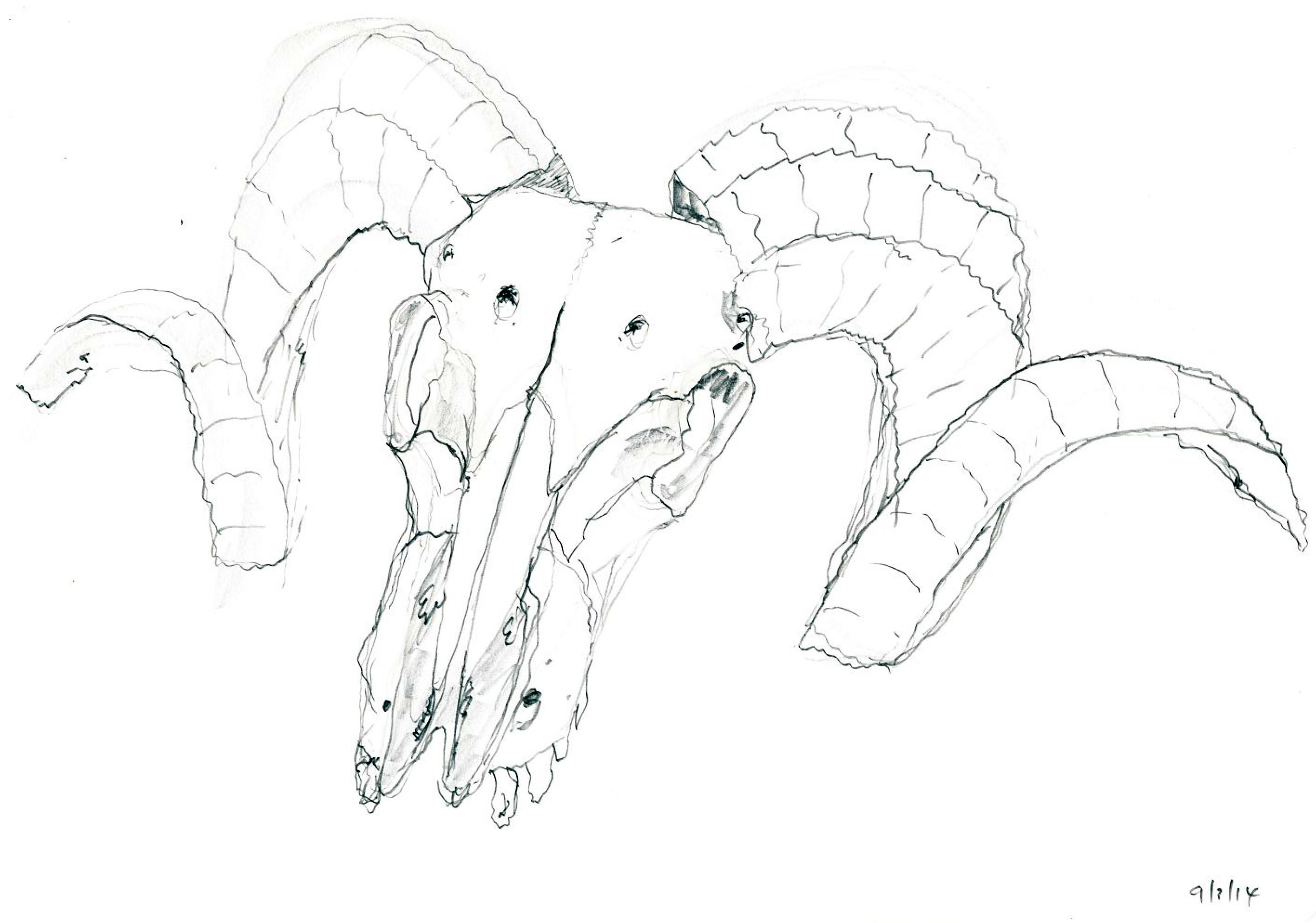 2832x1988 Ram's Skull On Repap Sheet 1 Elizabeth M. Cole Artist