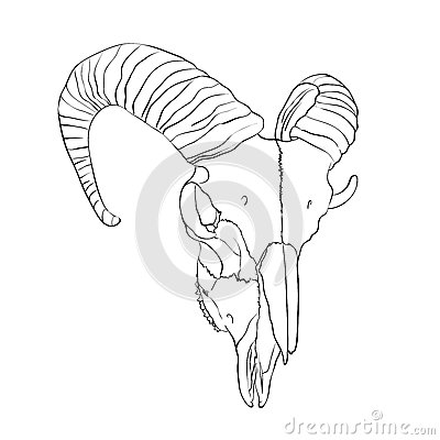 400x400 Ram Skull Drawing