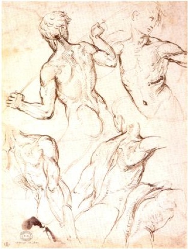 368x487 Raphael, Five Studies Of A Male Torso, 1504 08. Pen And Ink Over